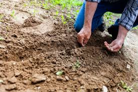 Planting Season